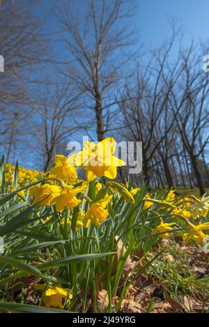 Daffodil Hill auf dem Lakeview Cemetery Stockfoto