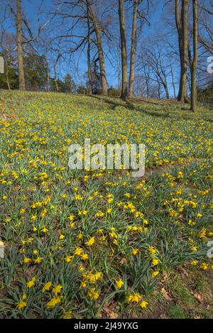 Daffodil Hill auf dem Lakeview Cemetery Stockfoto