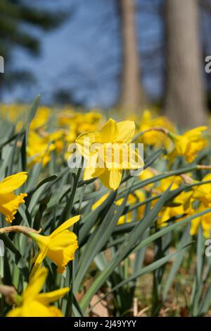 Daffodil Hill auf dem Lakeview Cemetery Stockfoto