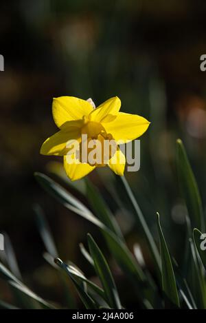 Daffodil Hill auf dem Lakeview Cemetery Stockfoto