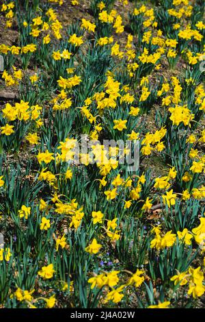 Daffodil Hill auf dem Lakeview Cemetery Stockfoto