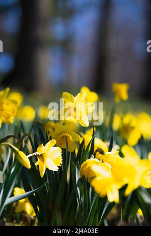 Daffodil Hill auf dem Lakeview Cemetery Stockfoto