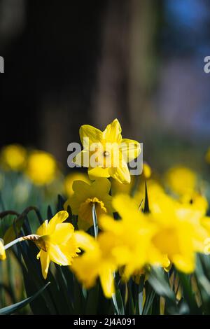 Daffodil Hill auf dem Lakeview Cemetery Stockfoto