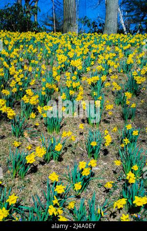 Daffodil Hill auf dem Lakeview Cemetery Stockfoto