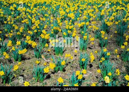 Daffodil Hill auf dem Lakeview Cemetery Stockfoto