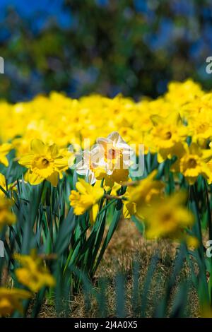 Daffodil Hill auf dem Lakeview Cemetery Stockfoto