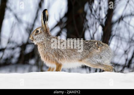Haare in Winterfarbe auf dem Schnee Stockfoto