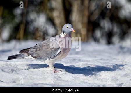 Waldtaube im frühen Frühjahr, wenn noch Schnee und Eis auf dem Boden liegen. Stockfoto