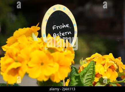 12. April 2022, Brandenburg, Letschin/Kienitz Nord: Ein eiförmiges Schild "Frohe Ostern" ist zwischen gelben Blüten geklebt. Foto: Soeren Sache/dpa Stockfoto