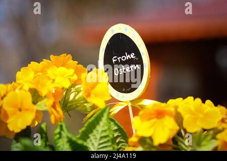 12. April 2022, Brandenburg, Letschin/Kienitz Nord: Ein eiförmiges Schild "Frohe Ostern" ist zwischen gelben Blüten geklebt. Foto: Soeren Sache/dpa Stockfoto