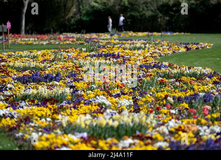 Stuttgart, Deutschland. 13. April 2022. Blumen blühen im zoologisch-botanischen Garten Wilhelma. Quelle: Marijan Murat/dpa/Alamy Live News Stockfoto