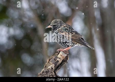 Starling im Frühling Schneefall Stockfoto
