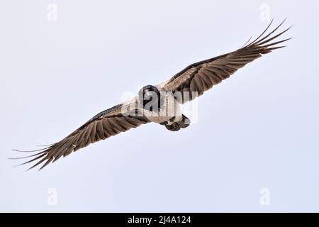 Krähe mit Kapuze im Flug Stockfoto