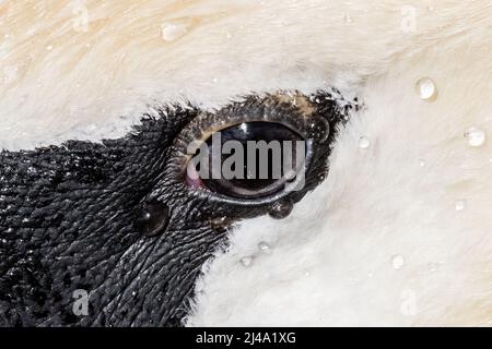 Nahaufnahme von Swan Eye Stockfoto