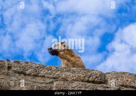 Hund steht auf einer Steinmauer auf einem blauen Himmel Hintergrund Stockfoto