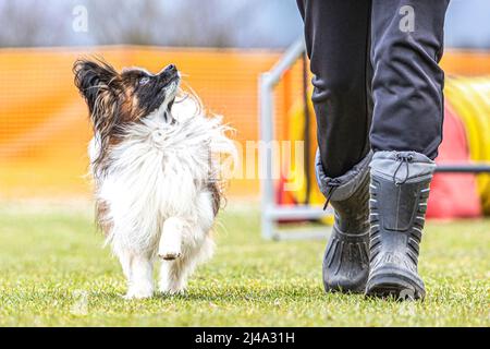 Gehorsamstraining mit kleinen Hunden: Porträt eines niedlichen papillon-Hundes, der aufmerksam unter seinem´s Besitzer läuft Stockfoto