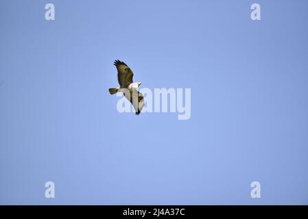 Gemeiner Buzzard (Buteo buteo) fliegt von links nach rechts mit gespreizte Flügel und blickt nach vorne auf einen sonnigen blauen Himmel, mit Kopf, Schnabel und Augen sichtbar Stockfoto