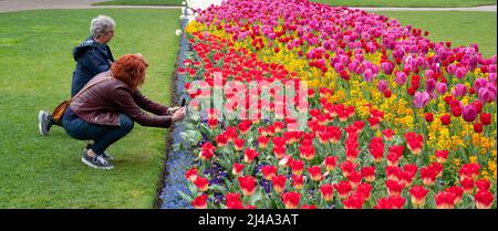 Victoria Embankment Gardens, London, Großbritannien. 13. April 2022. An einem bewölkten Tag erhellen die lebhaften duftenden Tulpen die öffentlichen Gärten im Zentrum Londons. Quelle: Malcolm Park/Alamy Live News Stockfoto