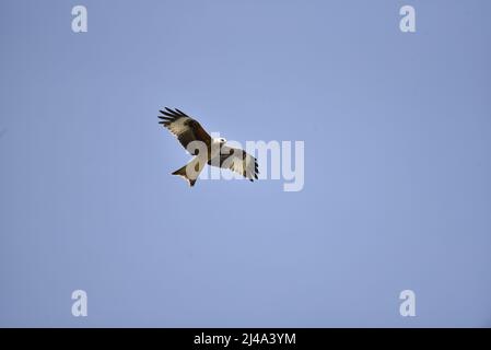 Nahaufnahme eines Red Kite (Milvus milvus), der gegen einen blauen Himmel schwebt, mit Wings Spread Open, Looking Down to Ground, Flying Left to Right in UK Stockfoto