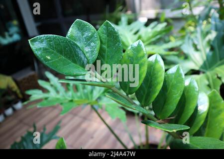 Zamioculcas zamifolia , Sansibar Gem oder ARACEAE Pflanze Stockfoto