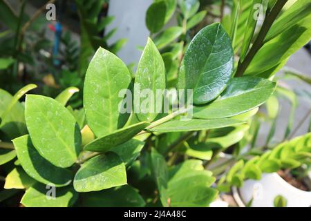 Zamioculcas zamifolia , Sansibar Gem oder ARACEAE Pflanze Stockfoto