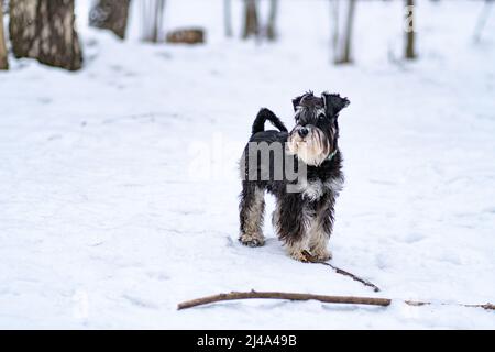 Miniatur Schnauzer Hundebart Schnee Welpen, am Nachmittag Porträt Haustier in schönen und Natur-Therapie, Schnurrbart Hite. Agilität süß doggy, ein Gras Stockfoto