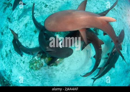 Karibische Riffhaie während der Fütterung Stockfoto