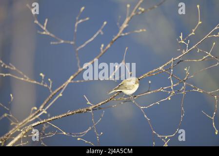 Sonnenbeschienenes Bild einer Gemeinen Chiffchaff (Phylloscopus collybita), die auf einem diagonalen, angehenden Zweig im rechten Profil rechts vom Bild thront, blauer Himmel Stockfoto