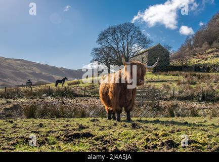 Highland Cow, Haweswater, Bampton, Cumbria, Großbritannien. Stockfoto