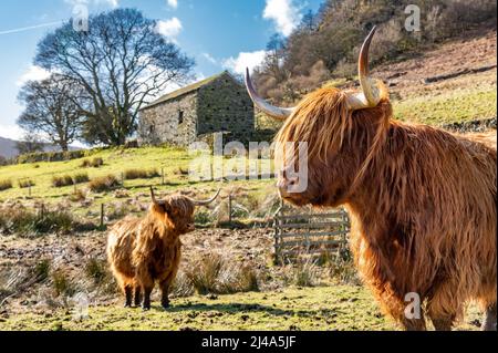 Highland Cows, Haweswater, Bampton, Cumbria, Großbritannien. Stockfoto