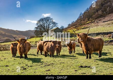 Highland Cows and Kälber, Haweswater, Bampton, Cumbria, Großbritannien. Stockfoto