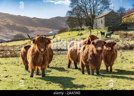 Highland Cows and Kälber, Haweswater, Bampton, Cumbria, Großbritannien. Stockfoto