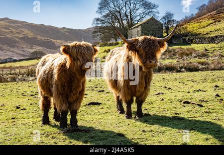 Highland Cows, Haweswater, Bampton, Cumbria, Großbritannien. Stockfoto