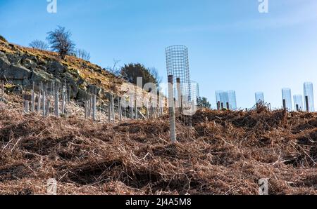 Baumbepflanzung an der Seite von Haweswater, Bampton, Cumbria, Großbritannien. Stockfoto