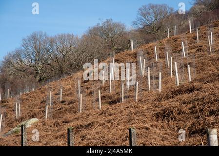 Baumbepflanzung an der Seite von Haweswater, Bampton, Cumbria, Großbritannien. Stockfoto