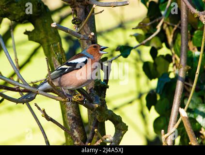 Ein männlicher Chaffinch, der singt, Chipping, Preston, Lancashire, Großbritannien Stockfoto