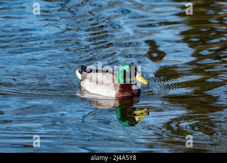 Eine drake Mallard-Ente auf dem Mühlenteich des Dorfes, Chipping, Preston, Lancashire, England, VEREINIGTES KÖNIGREICH Stockfoto