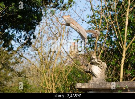 Ein graues Eichhörnchen springt, Chipping, Preston, Lancashire, Großbritannien Stockfoto