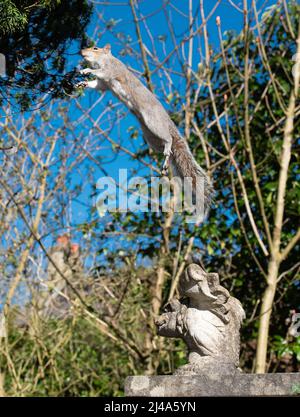 Ein graues Eichhörnchen springt, Chipping, Preston, Lancashire, Großbritannien Stockfoto