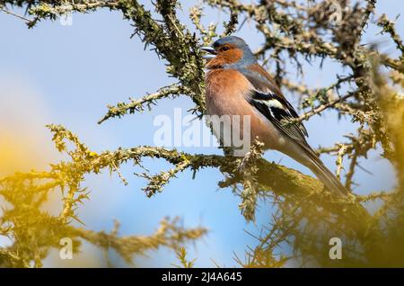 Ein männlicher Chaffinch, der singt, Chipping, Preston, Lancashire, Großbritannien Stockfoto