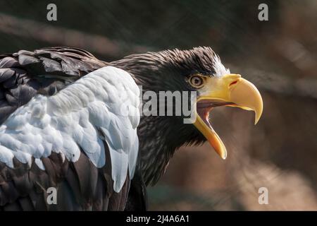 Ein Porträt eines Adlers von der Seite mit offenem Schnabel. Stockfoto