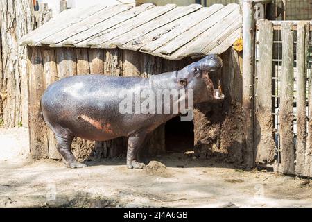 Choeropsis liberiensis - Liberianischer Nilpferd in einem hölzernen Korral bei sonnigem Wetter. Das Nilpferd hat einen offenen Mund und Zähne sind zu sehen. Stockfoto