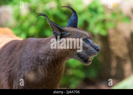 Das Porträt eines Caracals - Caracal Karakal - hat einen offenen Mund und seine Zähne sind zu sehen. Das Foto hat ein schönes Bokeh. Stockfoto