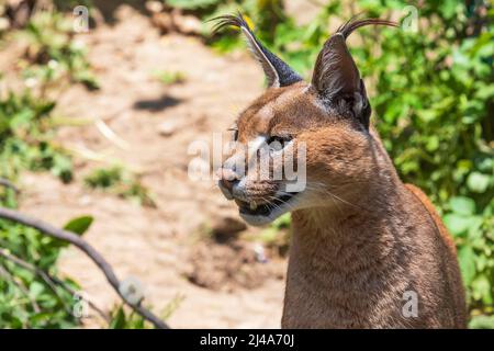 Das Porträt eines Caracals - Caracal Karakal - hat einen offenen Mund und seine Zähne sind zu sehen. Das Foto hat ein schönes Bokeh. Stockfoto