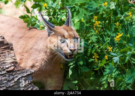 Das Porträt eines Caracals - Caracal Karakal - hat einen offenen Mund und seine Zähne sind zu sehen. Das Foto hat ein schönes Bokeh. Stockfoto