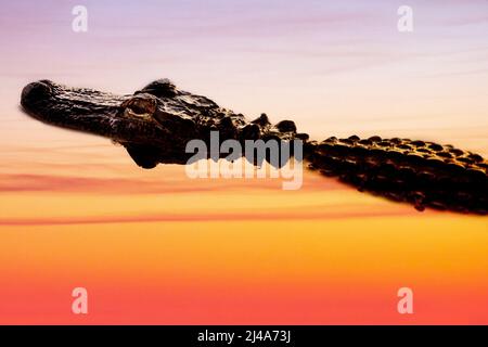 Ein amerikanischer Alligator lauert bei Sonnenuntergang in einem zusammengesetzten Bild in stillem Wasser. Stockfoto