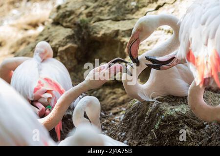 Pink Flamingo - Phoenicopteriformes sitzt auf Eiern in einem Nest und setzt seine Köpfe zusammen. Er hat einen offenen rosa Schnabel Stockfoto
