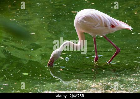 Pink Flamingo - Phoenicopteriformes steht im Teichwasser, hat seinen Kopf im Wasser und jagt nach Nahrung. Sein Bild spiegelt sich im Wasser wider Stockfoto