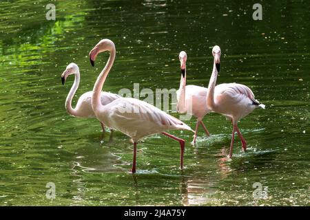 Vier Pink Flamingos - Phoenicopteriformes stehen im Teichwasser. Sie waten im Wasser und jagten nach Nahrung. Sein Bild spiegelt sich im Wasser wider Stockfoto