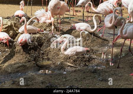 Gruppe von Pink Flamingos - Phoenicopteriformes, die auf Eiern auf Nestern sitzen Stockfoto